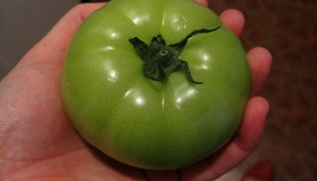 Fried green tomatoes lesbian