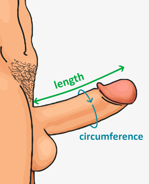 Peacock recomended length test dick measuring girth