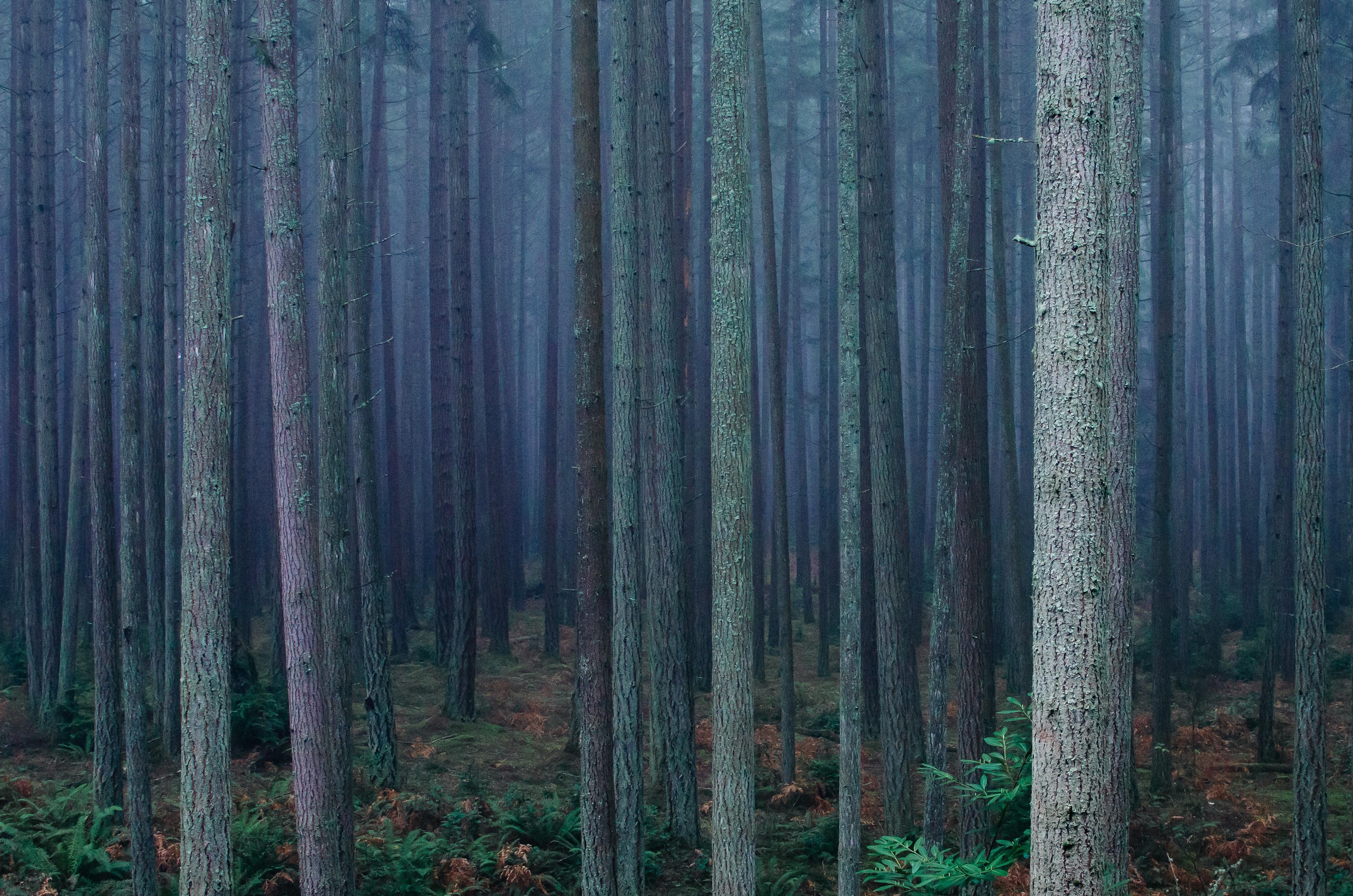 Forest with misty
