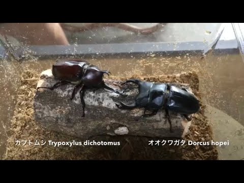 Taz reccomend tokyo stag beetle meidocafe channel